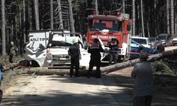 Uludağ'da kesilen ağaç seyir halindeki kamyonetin üzerine devrildi: 1 ölü