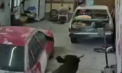 Ahırdan kaçan danalar oto tamirciyi bastı, o anlar kamerada