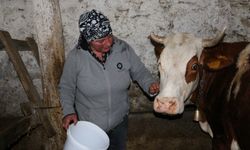 Üzümlü'de yabancı gelin hayvancılığa renk kattı