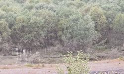 Düzce’de rafting botundan düşen kadının cansız bedeni bulundu