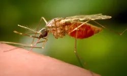Sivrisinek kaynaklı chikungunya virüsüne karşı uyarı