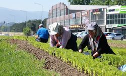 Bu yaz Osmangazi'de çiçek kokuları eksik olmayacak