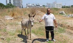 Adanalılar bu eşeklerin sahibini arıyor