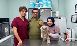 Bursa'da veterinerde deprem etkisi yapan kedi Türkiye'nin gündeminde