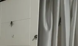 Dev çekirgelerin sırrı çözüldü