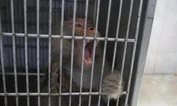 Firari maymun konteyner kentte ortalığı birbirine kattı