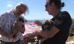 Birkaç köpekle başladı, 1.200 cana yuva oldu