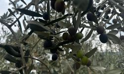Bursa'da zeytin hasadı başladı