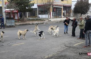 Türkiye simülasyonunda bir sekme: Başıboş köpekler