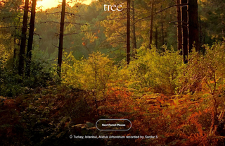Ormanları Dinleyebileceğiniz Platform: tree.fm