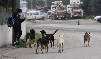 Ankara Valisi: 52 bin sahipsiz köpek toplatıldı
