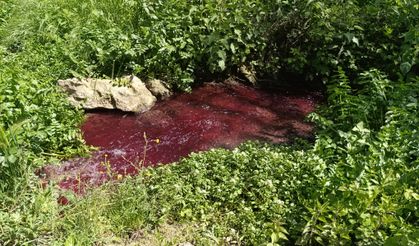 Turşularıyla Ünlü Gedelek'in Deresi Kan Ağlıyor
