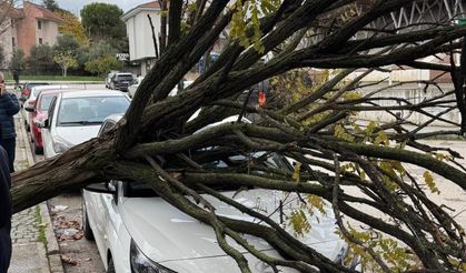 Bursa'da devrilen ağaç korku dolu anlar yaşattı