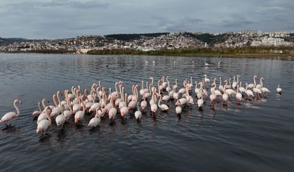 İzmit Körfezi'ne flamingo akını, sayıları katlandı
