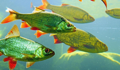 Üç tatlı su balığından biri tehlike altında