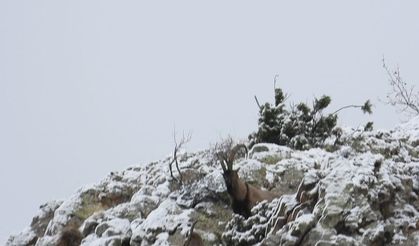 Av yasağı başladı