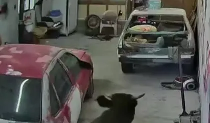 Ahırdan kaçan danalar oto tamirciyi bastı, o anlar kamerada