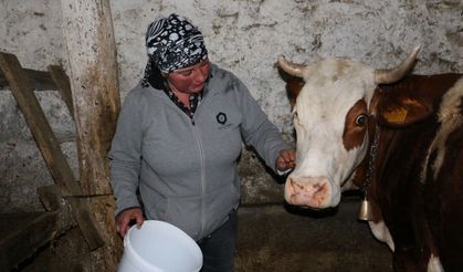 Üzümlü'de yabancı gelin hayvancılığa renk kattı