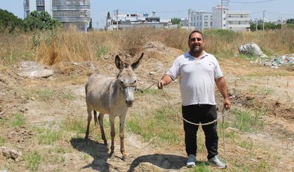 Adanalılar bu eşeklerin sahibini arıyor
