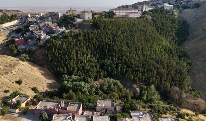 Mardin'de 25 bin ağaç dikerek, kurak araziyi oksijen sahası yaptı