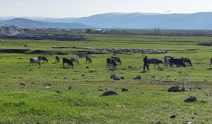 Ardahan'da Kuduz alarmı: Bölge karantinaya alındı