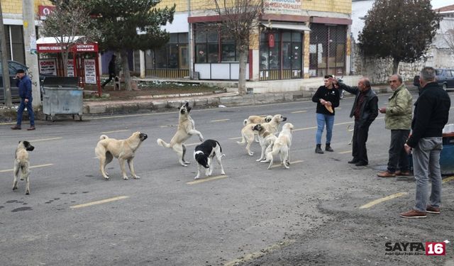 Türkiye simülasyonunda bir sekme: Başıboş köpekler