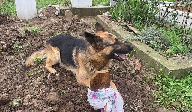 Evladı Gibi Baktığı Köpeği 52 Gündür Mezarından Ayrılmıyor