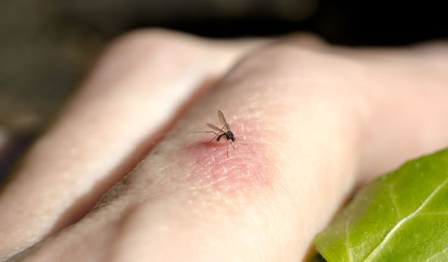 Sivrisinekler Yeni Salgına mı Sebep Olacak?
