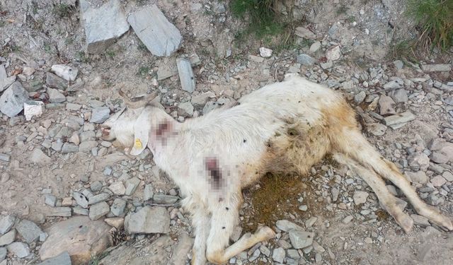 Denizli Tavas'ta keçi vahşeti