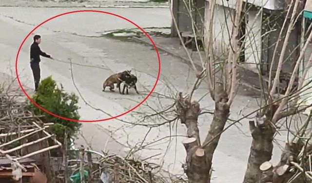 Tasmasından tuttuğu köpeğini, sokak köpeklerine saldırttı