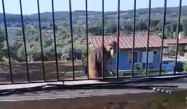 Muğla’da kaçak maymun alarmı !!