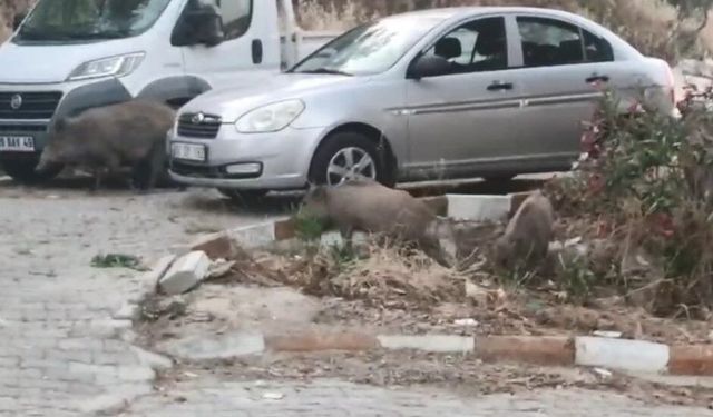 Kuşadası sokaklarında domuz istilası
