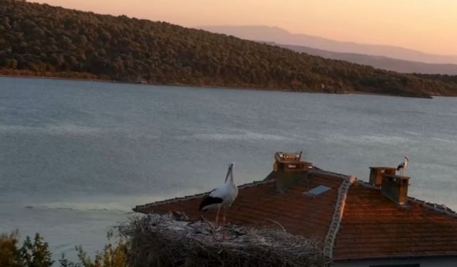 Yaren Leylek depremi önceden hissetti