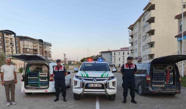 Doğubayazıt’ta kaçak kurbağa avcılığı