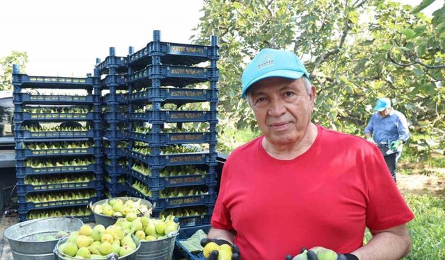 Nilüfer’de incir hasadı başladı