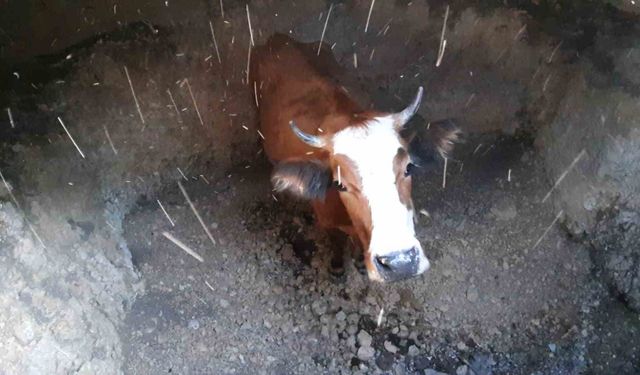 Su kuyusuna düşen inek için kurtarma operasyonu