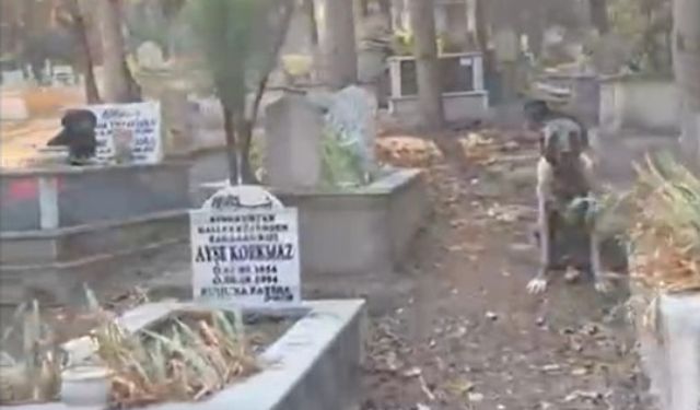 Hamitler Mezarlığında başıboş köpek sorunu