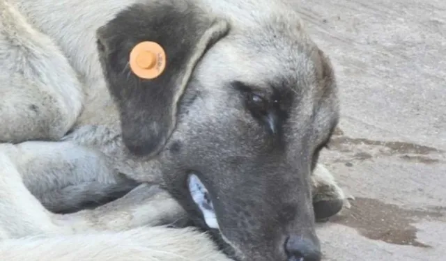 Kocaeli Üniversitesi'nde kuduz köpek şüphesi panik yarattı