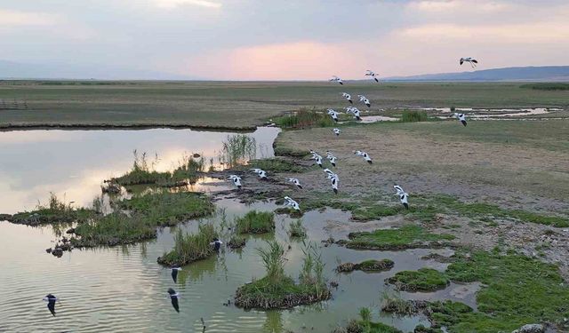 Sonbahar habercisi göçmen kuşlar, dönüş yolunda
