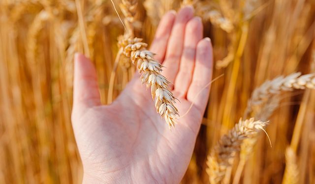’Glutensiz’ ifadesi, sağlıklı anlamına gelmiyor