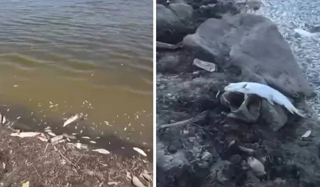 Bursa’da acı tablo, yüzlerce balık kıyıya vurdu