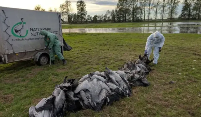 Almanya’da kuş gribi alarmı!! İtlaf edilen hayvan 500 bini geçti
