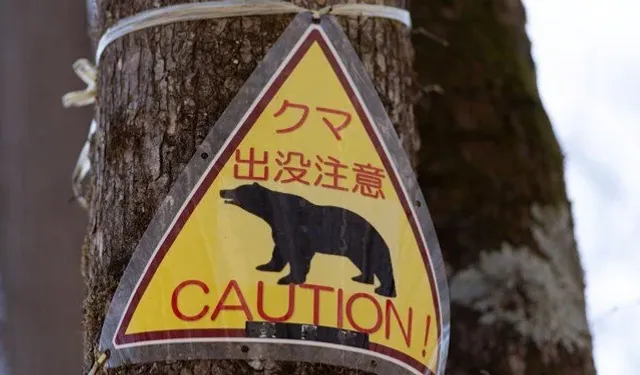 Japonya'da ayı saldırıları rekor seviyeye çıktı