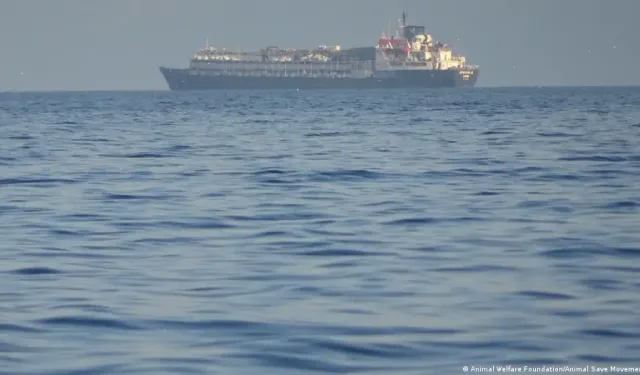 Bandırma Limanı'nda bekletilen ithal hayvanlardan 120'si öldü iddiası