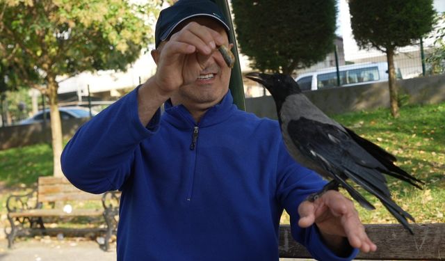Bu karga organik gıdaları seviyor! Çay içiyor, hamsi yiyor