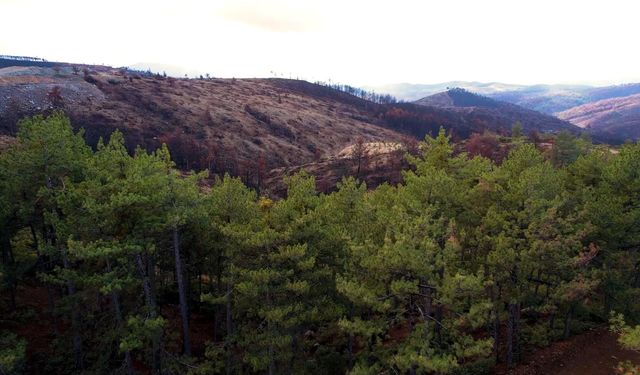 Bursa’yı yeniden yeşertecek 300 bin fidan için ilk adım atıldı