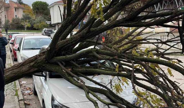 Bursa'da devrilen ağaç korku dolu anlar yaşattı