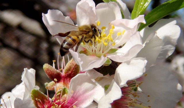 İlk cemre havaya düştü