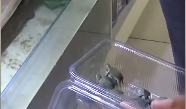 Bursa'da kaplumbağa operasyonu