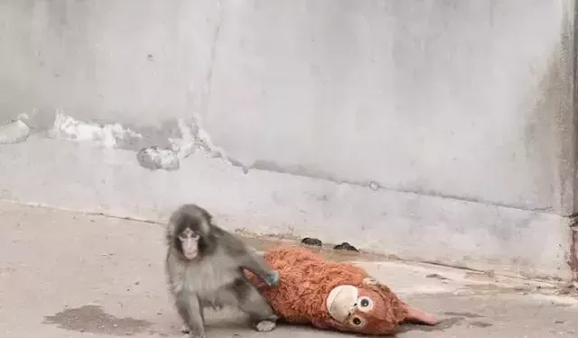 Yavru maymun Punch'ın son görüntüsü izleyenleri kahretti